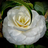 White by the Gate Camellia