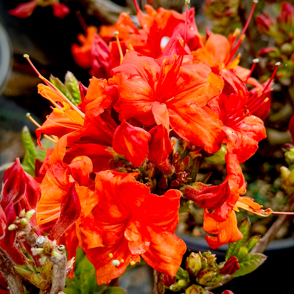 Fireball Deciduous Azalea - 3 gallon container – Lots of Plants