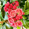 Raspberry Glow Mountain Laurel