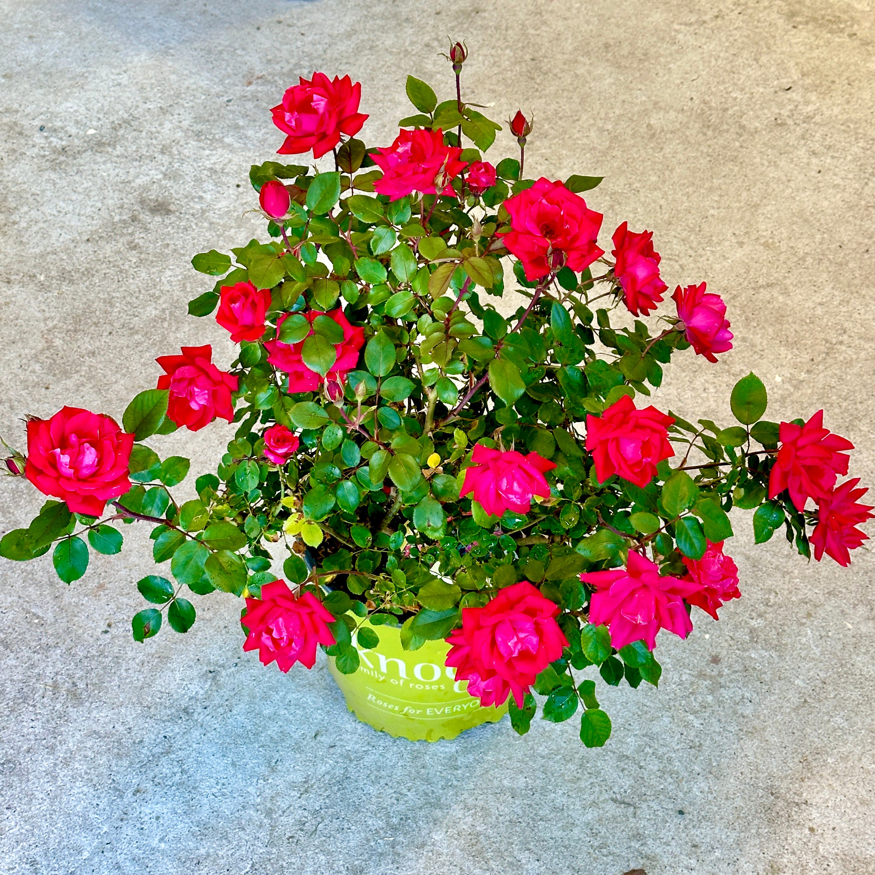 knockout rose seeds for sale Double Red Knock Out® Rose
