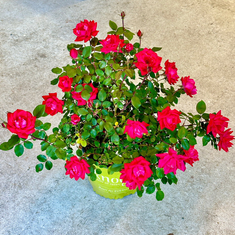 can you plant knockout roses in pots Double Red Knock Out® Rose