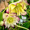 Winter Jewels® Sun Flare Lenten Rose