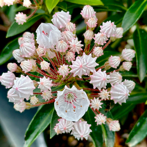 Elf Mountain Laurel- 2 Gallon