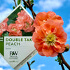 Double Take™ Peach Storm Quince - 3 Gallon
