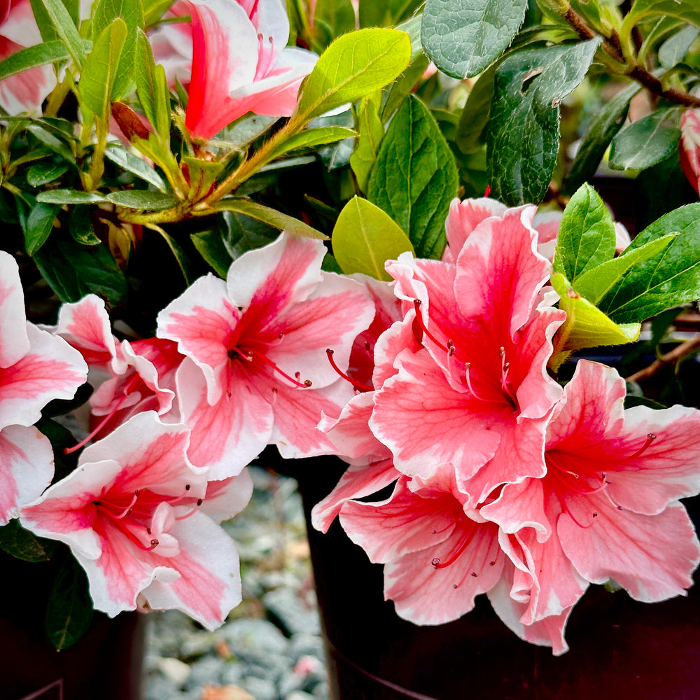 Azalea Confetti Autumn Sunburst® Encore Azalea - 3 gallon container – Lots of Plants