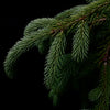 Weeping White Spruce