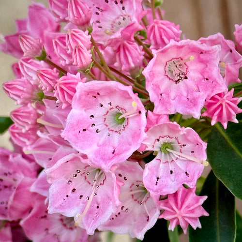 Show Time Mountain Laurel