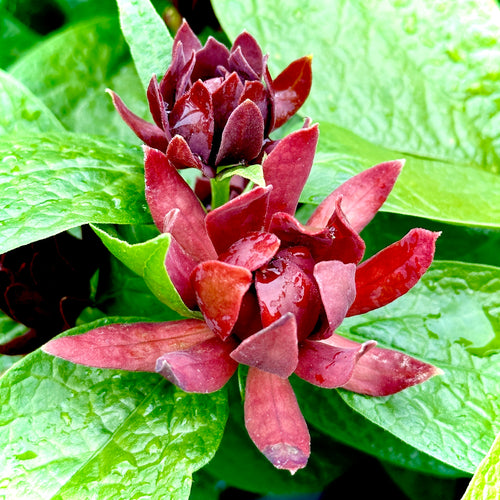 Simply Scentsational® Sweetshrub Calycanthus