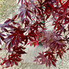 Emperor One Japanese Maple 3-4ft