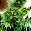 Monkey Puzzle Tree- 4-5 Foot Tall