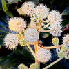 Fatsia, Glossy Paper Plant