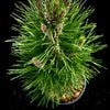 Green Tower Austrian Pine