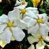 Kleim's Hardy Gardenia