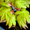 Summer Gold Japanese Maple 2-4ft