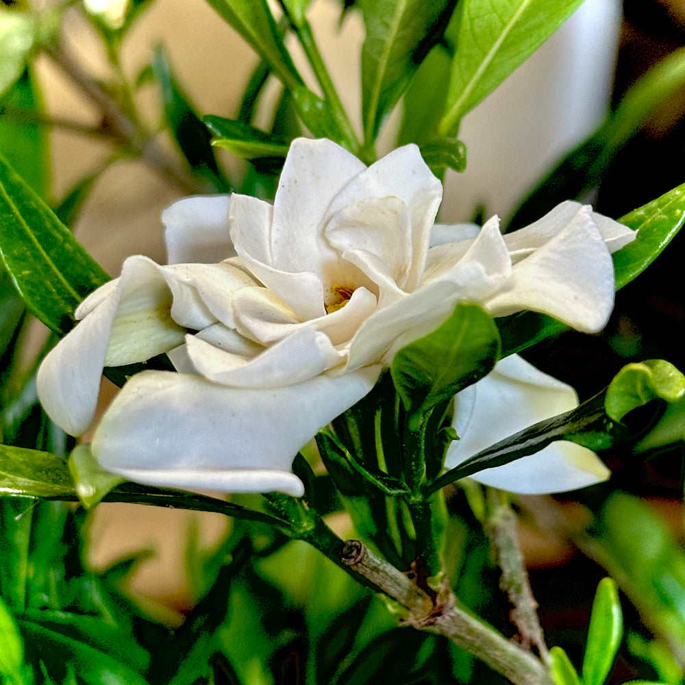 thumbnail image 2 of Frostproof Gardenia Shrub - 3 Gallon Fragrant White Blooming Evergreen Plant 2 of 14