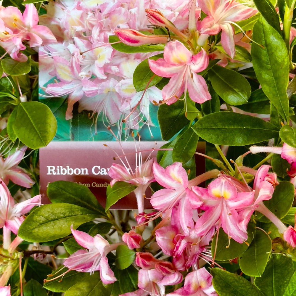 Ribbon Candy Deciduous Azalea 3 gallon container Lots of Plants