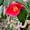 Unryu "Zig Zag" Camellia