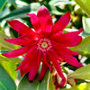 Star Flower Scorpio Illicium Anise