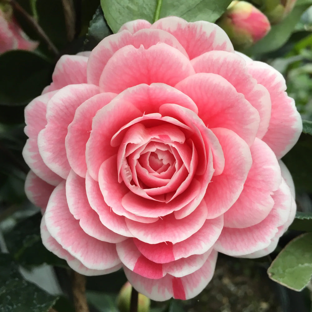 April Dawn Blush Camellia