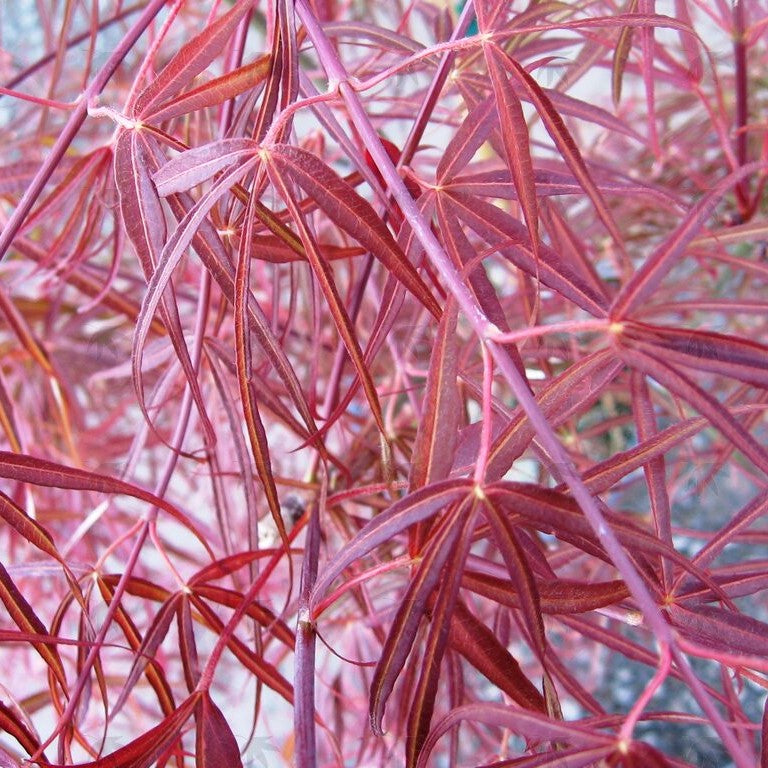 Ribbon Leaf Japanese Maple - 3 gallon container- 2-4ft – Lots of Plants