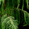 Weeping Blue Alaskan Cedar