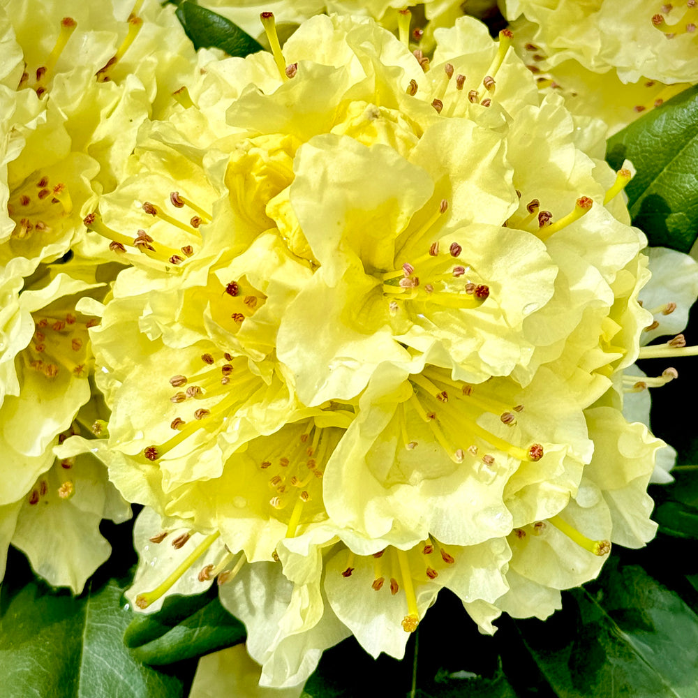 Capistrano Rhododendron - 3 gallon container – Lots of Plants