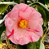 Tricolor Siebold Camellia