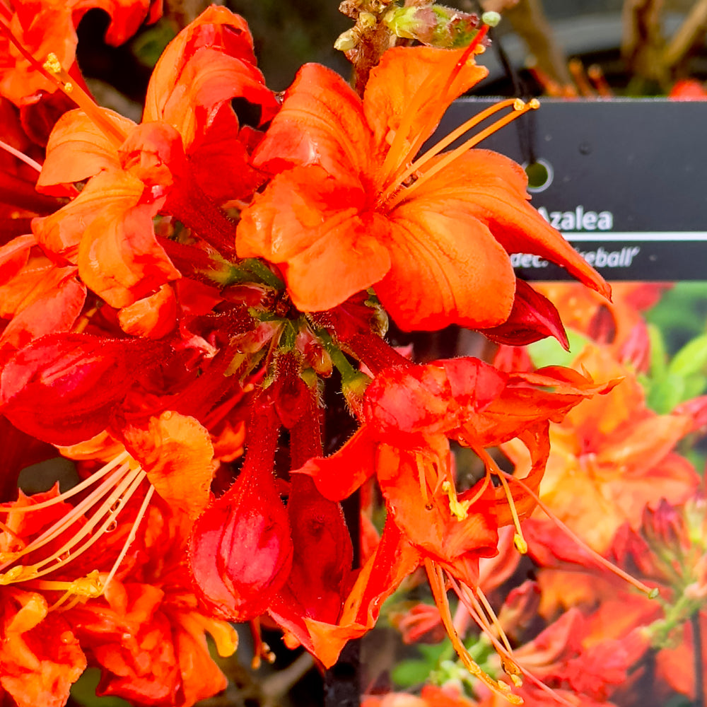 Fireball Deciduous Azalea - 3 gallon container – Lots of Plants