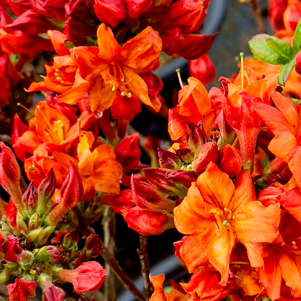 Fireball Deciduous Azalea - 3 gallon container – Lots of Plants