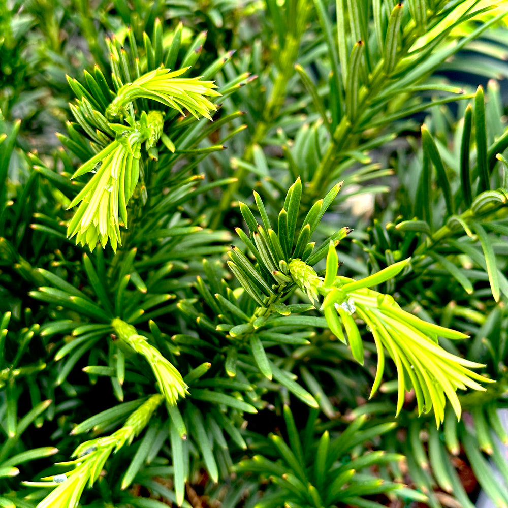 Drupacea Japanese Plum Yew- 3 gallon container – Lots of Plants