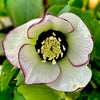 Winter Jewels® Picotee Pearl Lenten Rose