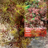 Baby Lace Japanese Maple 2-3ft