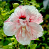 Strawberry Smoothie™ Hibiscus 'Rose of Sharon'