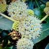 Fatsia, Glossy Paper Plant