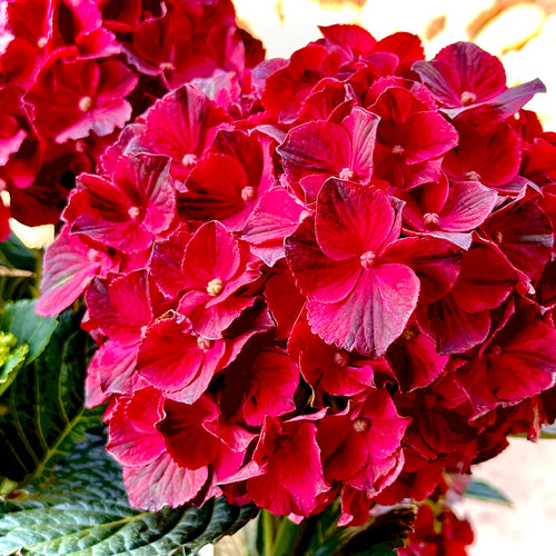 Cherry Go Round™ Reblooming Hydrangea