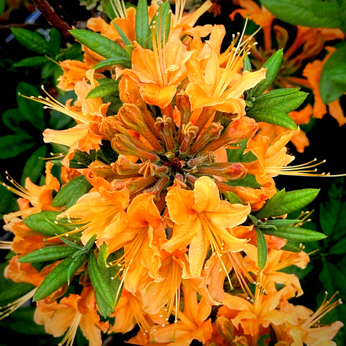 Tangerine Delight Deciduous Azalea- 2 Gallon