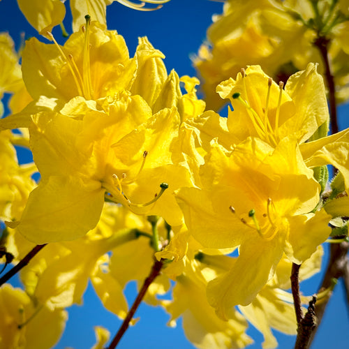 Lemon Lights Deciduous Azalea- 3 Gallon