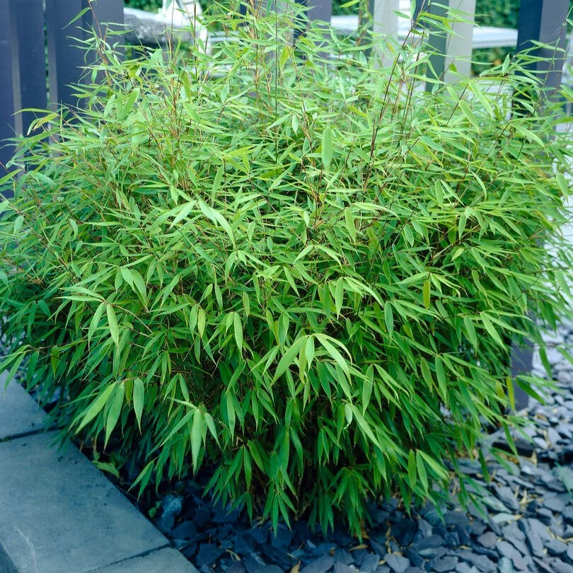 Dragon Head Bamboo