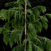 Weeping Blue Alaskan Cedar