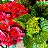 Cherry-Go-Round™ Reblooming Hydrangea