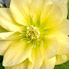Winter Jewels® Golden Lotus Lenten Rose