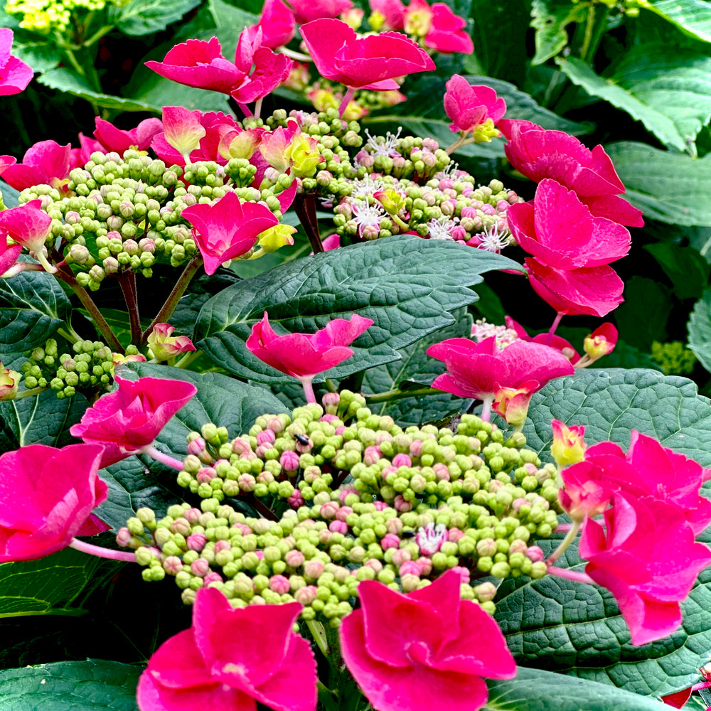 Cherry Explosion Hydrangea - 7 gallon container – Lots of Plants