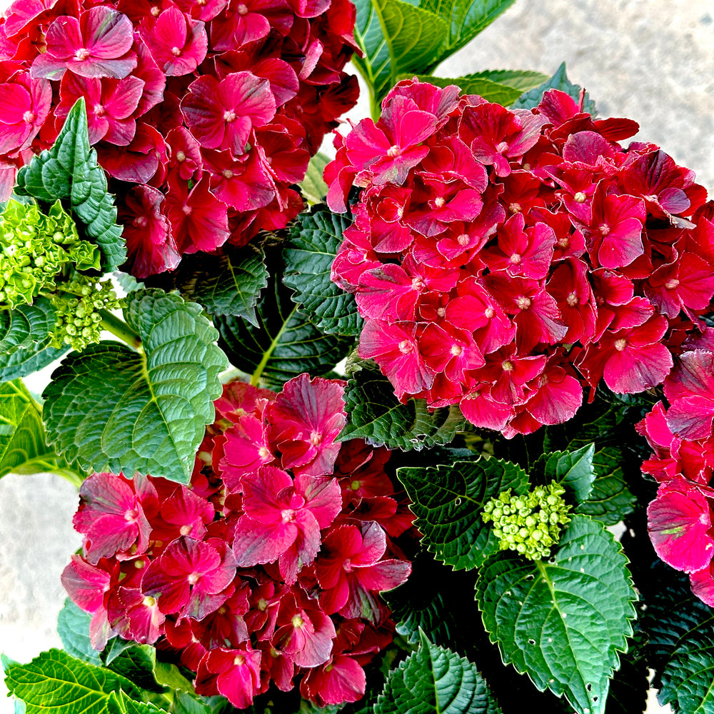 Cherry-Go-Round™ Reblooming Hydrangea- 3 or 7 gallon container – Lots ...
