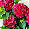 Cherry-Go-Round™ Reblooming Hydrangea