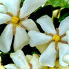 Kleim's Hardy Gardenia