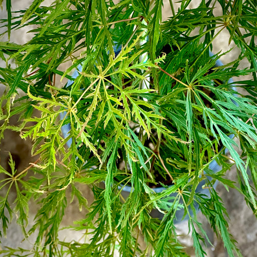 Viridis Japanese Maple- 3 Gallon Container- 2-3ft