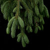 Weeping White Spruce