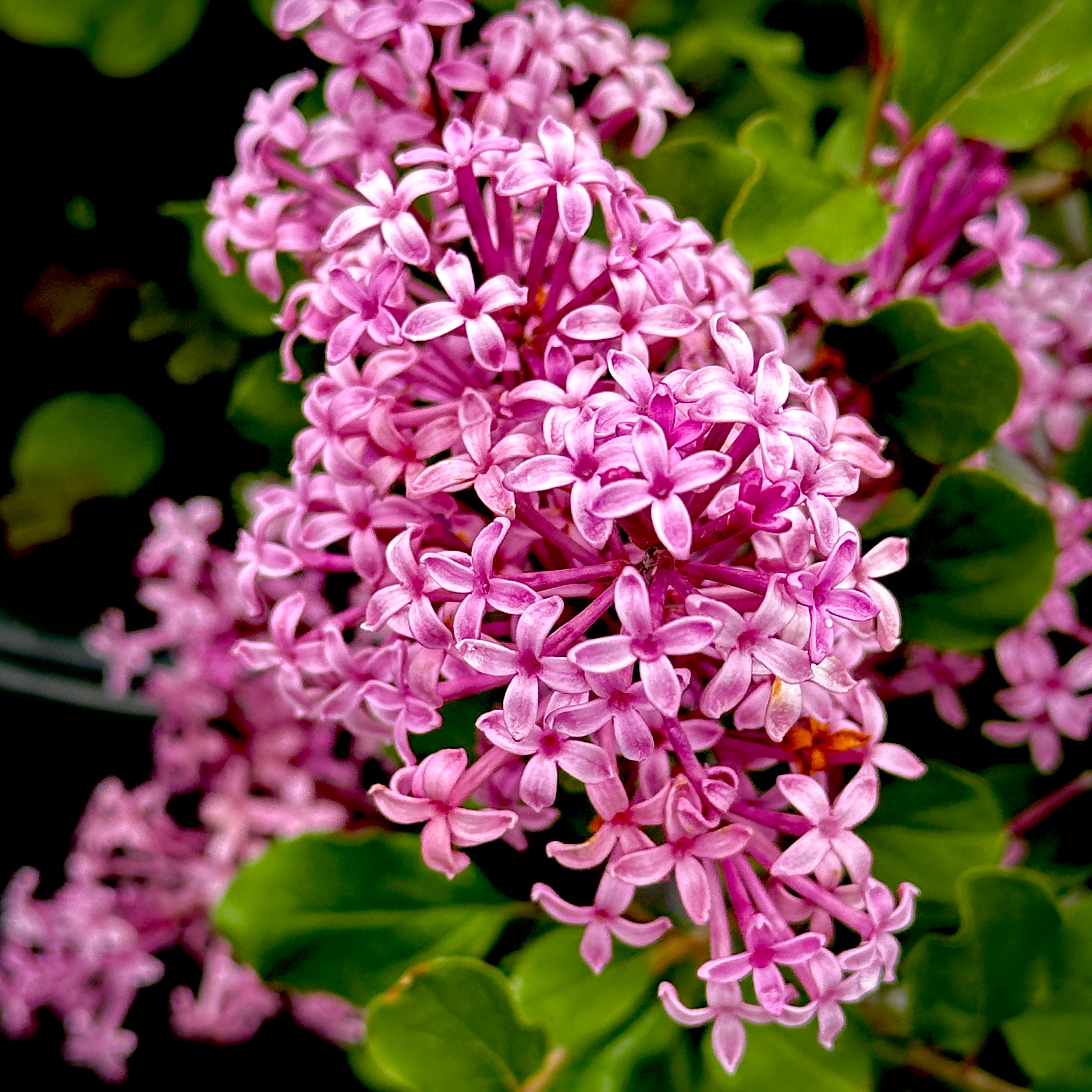 Crimson Doll™ Lilac
