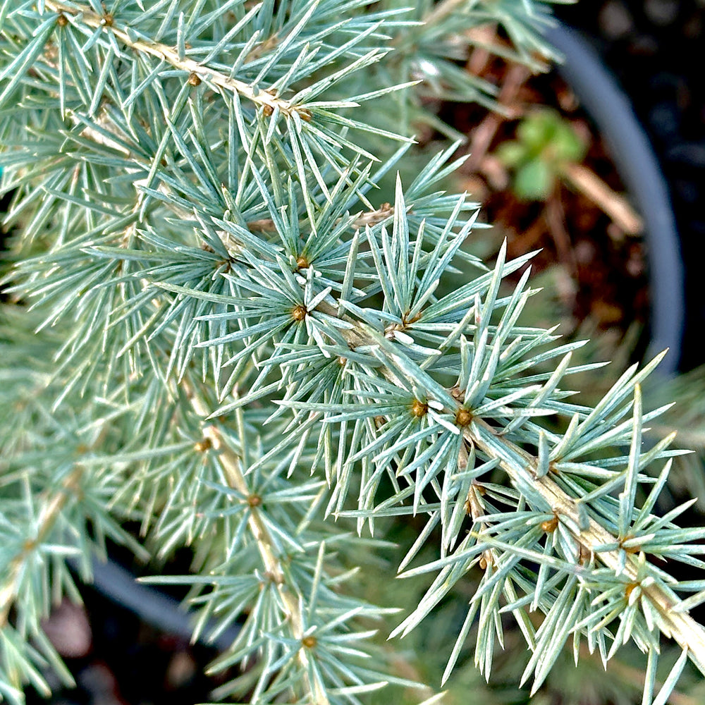 Electra Blue Deodar Cedar - 2 gallon container – Lots of Plants