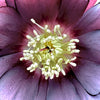 Winter Jewels® Onyx Odyssey Lenten Rose